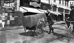 Ernest Finley pushing a wheelbarrow of hops down Fourth St., Santa Rosa, California, about 1912