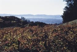 Russian Gulch grape vineyards, 1988