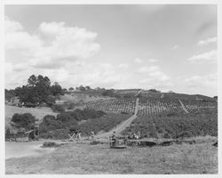 Sonoma County Trail Blazers wagon at a Fountain Grove Winery celebration