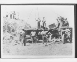 Harvesting hay on the Berry Ranch, Petauma, 1935