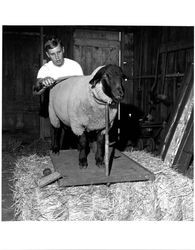 Grooming a sheep at the Old Adobe, Petaluma, California, about 1963