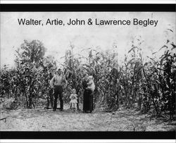 Walter, Artie, John and Lawrence Begley standing amongst corn stalks. in Mendocino County, California, about 1916