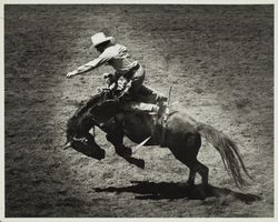 Bronco rider at the Sonoma County Fair, Santa Rosa, California