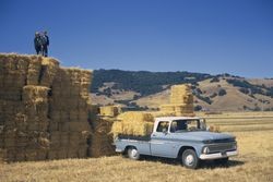 Getting hay from Rohnert Seed Farms, July 1972