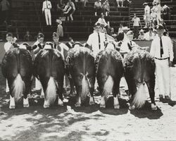 Hereford steer exhibitors pose in the livestock arena at the Sonoma County Fair, Santa Rosa, California, 1968