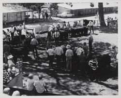 Judging Angus cattle at the Sonoma County Fair, Santa Rosa, California