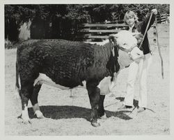 Annette Lawson Shows her Polled Hereford steer at the Sonoma County Fair, Santa Rosa, California, about 1974