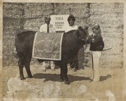 Tammy K. Isaacs and her FFA Grand Champion Angus steer at the Sonoma County Fair, Santa Rosa, California, 1984