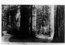 Redwood trees at Armstrong Grove