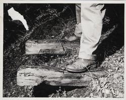 Railroad ties near Austin Creek, Armstrong Grove, Guerneville, California, 1965