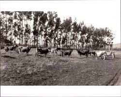 Arthur Purvine's Jersey herd, Petaluma, California, 1930