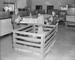 Kenilworth Future Farmers display in the Bank of America lobby, Petaluma, California, about 1955