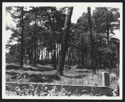 Wooded area near Bodega Bay