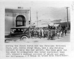 Auctioning of pigs in front of Petaluma National Bank, Petaluma, California, 1918