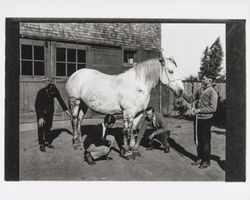 Santa Rosa High School stock judging team with a horse