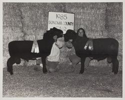 Champion rams at the Sonoma County Fair, Santa Rosa, California, 1985