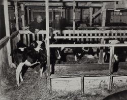 Cow barn St. Anthony's Farm organic dairy, 11207 Valley Ford Road, Petaluma, California, September 18, 1962