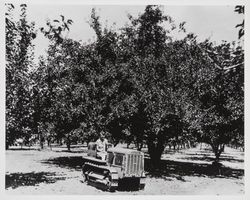 Mrs. Donald Osborne riding tractor in Mel Kaufman's apple orchard