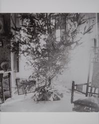 Christmas at the Montgomery Paxton Akers home in Schellville, California, December 1896