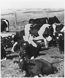 Dairy cows