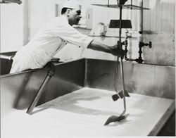 Charlie Matteri puts paddles in place while a vat is filled with skim milk at the Petaluma Cooperative Creamery, about 1955