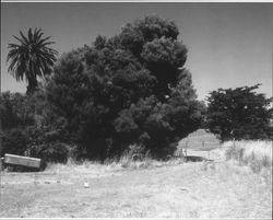 Masciorini Ranch southeast of Petaluma, California, July 2005,showing the ranch house driveway to Lakeville Highway