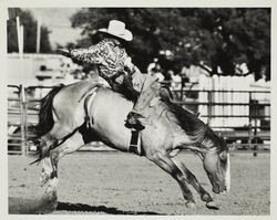 Bronco Buster takes his ride at the Sonoma County Fair Rodeo, Santa Rosa, California