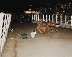 Bucking bronco and rider fall at the rodeo at the Sonoma County Fair, Santa Rosa, California, 1995