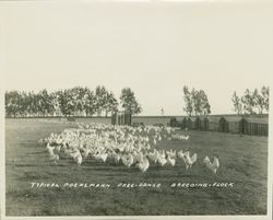 Typical Poehlmann free-range breeding flock, Petaluma, California, about 1935