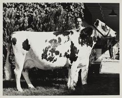 Grand Champion Aryshire cow open division at the Sonoma County Fair, Santa Rosa, California