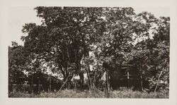 Unidentified rural, two-story house surrounded by large oak trees, 1960s or 1970s