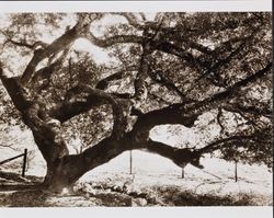 Arch Tree, Calistoga, California, about 1930