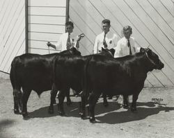 Bill King and fellow FFA Members with their Angus steers at the Sonoma County Fair, Santa Rosa, California, 1956