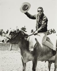 Ralph Sartori riding a cow at the Sonoma County Fair, Santa Rosa, California, 1964