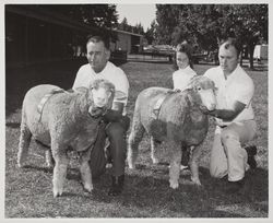 Champion ram and ewe at the Sonoma County Fair, Santa Rosa, California