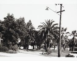 Hill Plaza Park, Petaluma, California, about 1954