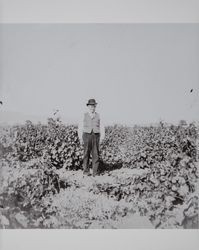 Montgomery Paxton Akers in his ranch vineyard, Schellville, California, 1890s