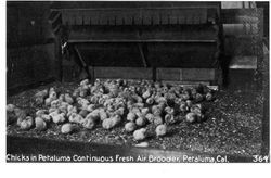 Chicks in Petaluma continuous fresh air brooder, Petaluma, California