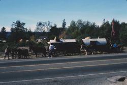 John Stiles from Arkansas driving 17 mules and donkeys with two wagons at Handy's Corner, Nov. 1990