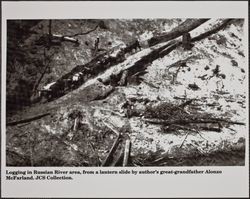 Logging in the Russian River area with an ox team, Guerneville, California, 1800s