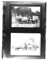 Pat Talamantes driving his wagon, Petaluma, California, 1910