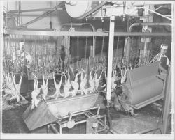 Processing line at the California Poultry, Incorporated, Fulton, California, 1958