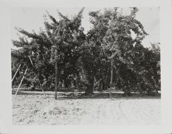 Apple tree, staked, and ready to harvest