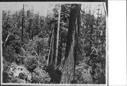 Stand of redwood timber on Alex Hendren's ranch