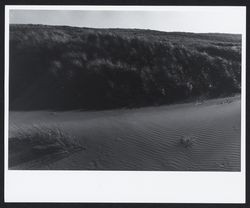 Sand dunes at Bodega Dunes, Sonoma Coast State Park, Bodega Bay, California, about 1970