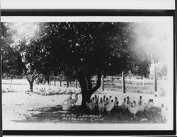 White leghorns, Petaluma, California, Petaluma, California, 1932