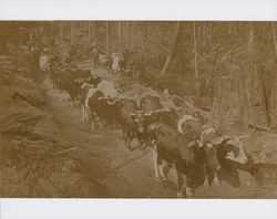 Ox team pulling logs, Guerneville, California, about 1900