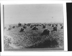 Harvesting hay near Cotati, California, about 1902