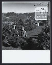 Getting a Christmas tree at the tree farm, Sebastopol, California, 1977