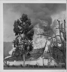 Unidentified Sonoma County barn engulfed in flames, about 1960